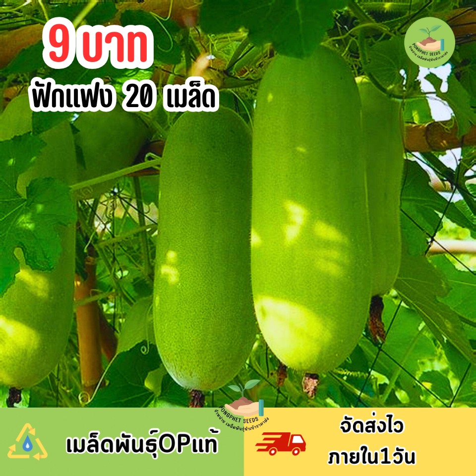 พิเศษ9บาท เมล็ดพันธุ์ฟักแฟง 20 เมล็ด