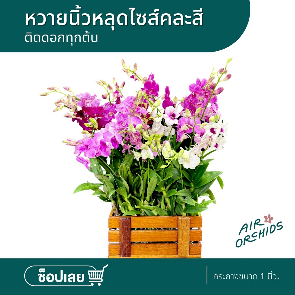 หวายนิ้วหลุดไซส์ ติดดอก