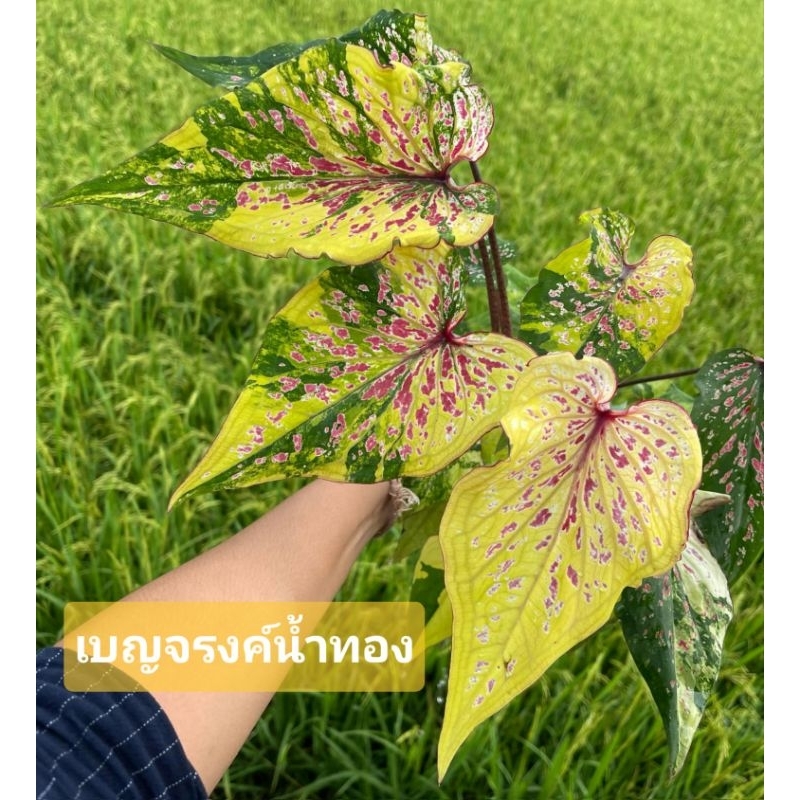 บอนสี เบญจรงค์น้ำทอง (ป้าย/ลุ้นป้าย)บอนเก่าด่างสวยแชทเลือกต้นได้