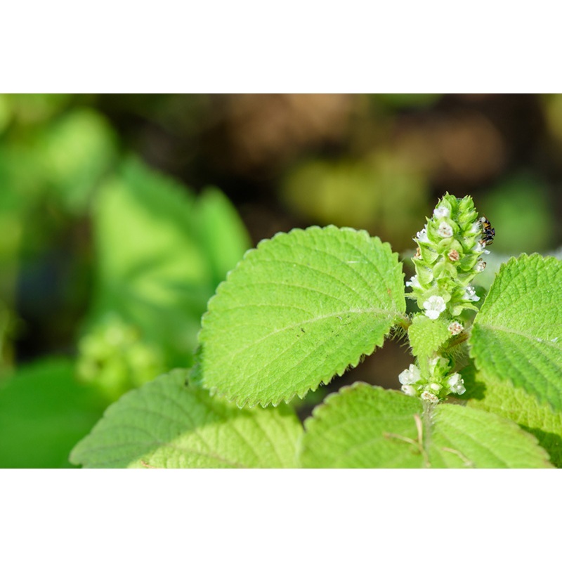 ต้นกล้า ใบงาเขียว ใบชิโซะ (Shiso)  ใบงาสีเขียว  งาขี้ม้อน งาม้อน ต้นละ 10บาท ซื้อ 10แถม 2 ใบทานกับเนื้อย่างเกาหลี