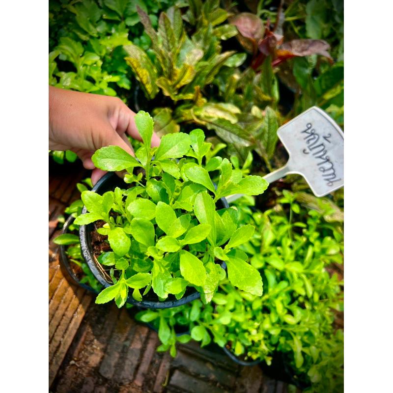 Stevia สตีเวีย ต้นพันธุ์ หญ้าหวาน พืชสมุนไพร เพื่อสุขภาพ ใช้ทดแทนความหวาน
