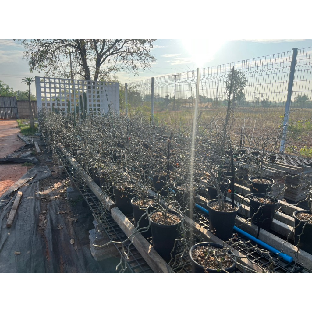 Decarya madagascariensis ซิกแซก  .Rare Item,ไม้หายาก,ไม้สะสม มีกิ่งตัดสดให้ลองชำค่ะ - รูปที่ 7