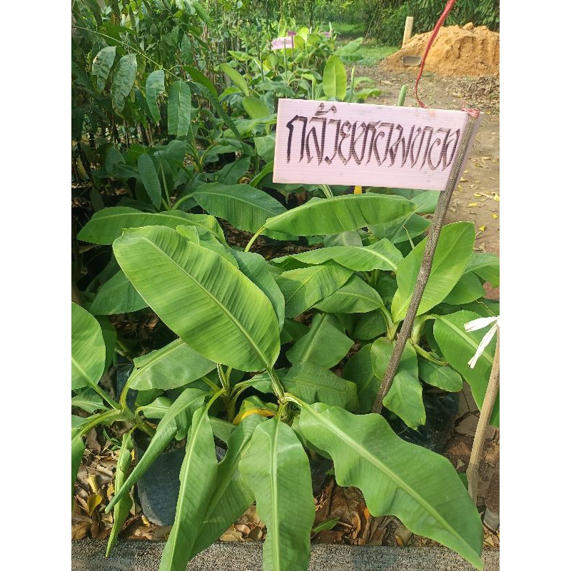 ต้นกล้วยหอมทอง สูง 1 ม. แพ็คละ 10 ต้น