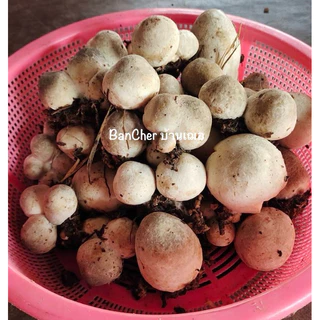 เชื้อเห็ดฟาง ชุด 5 ก้อน +อาหาร5ถุง +แป้ง5ถุง +คู่มือ