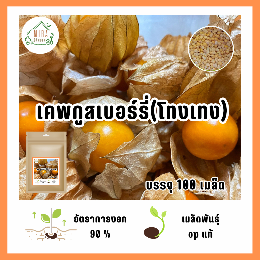 เมล็ดพันธุ์เคพกูสเบอร์รี่หรือโทงเทงฝรั่ง 100 เมล็ด