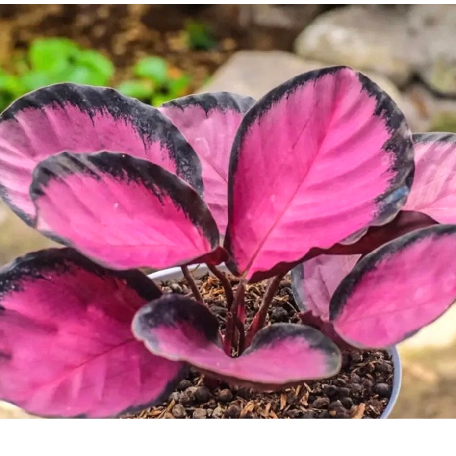 ต้นคล้าคริมสัน (Calathea Crimson) ไม้มงคลใบสวยงาม