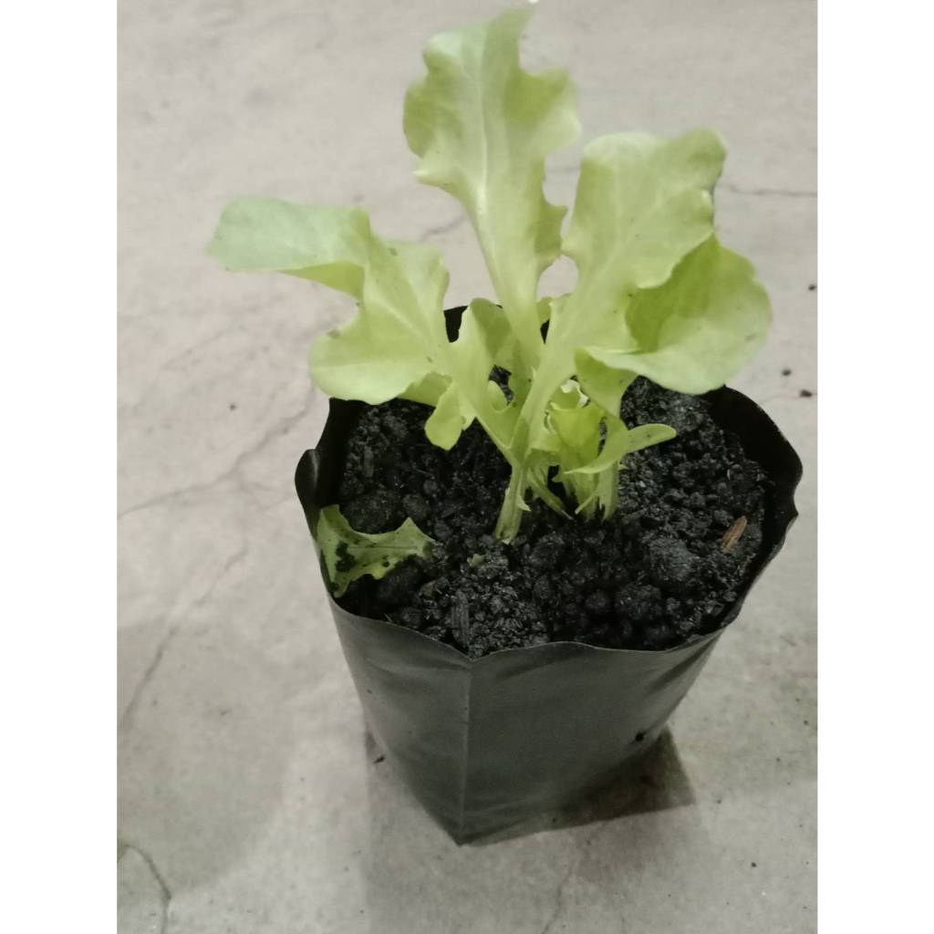 ต้นพันธุ์ สลัด ผักกาดหอม หรือ สลัดใบ Loose leaf lettuce  พร้อมปลูกถุงดำ 29 บาท