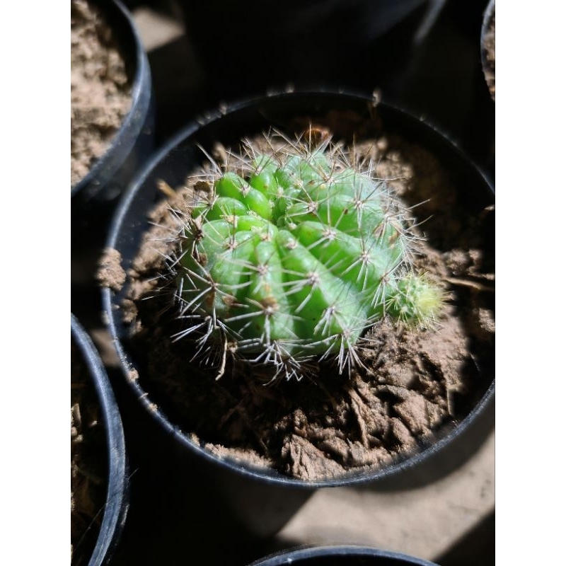 แคค​ตัส​ ดาวล้อมเดือน​ แตกกอไว​สวยมาก​ ถูกที่สุด