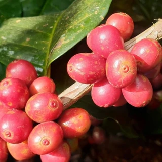 เมล็ดกาแฟ ขุนช่างเคี่ยน Natural Process คั่วอ่อน - Khun Chang Kian Chiangmai Coffee Bean