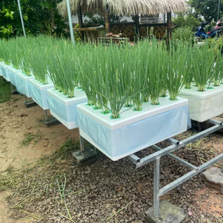 โต๊ะวางกล่องโฟม ขนาดกล่องกุ้ง มีให้เลือก 3 ขนาด -เกษตรกรรมยั่งยืน
