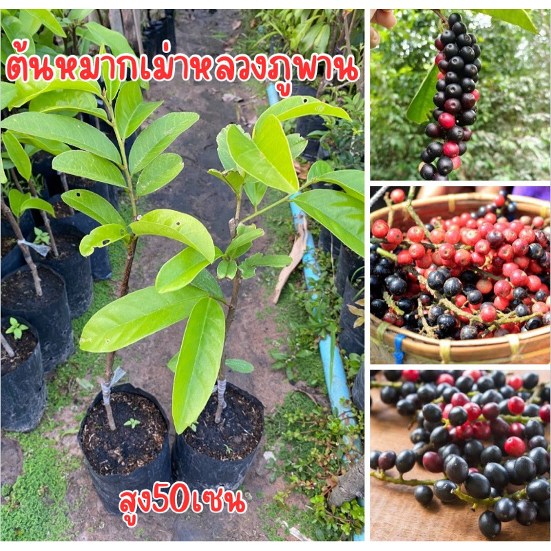 ต้นหมากเม่าหลวงภูพาน เสียบยอด สูง50เซนครับ พร้อมส่ง