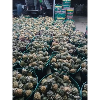 สัปรดภูแลแท้เชียงราย ผลสด หอม หวาน กรอบ