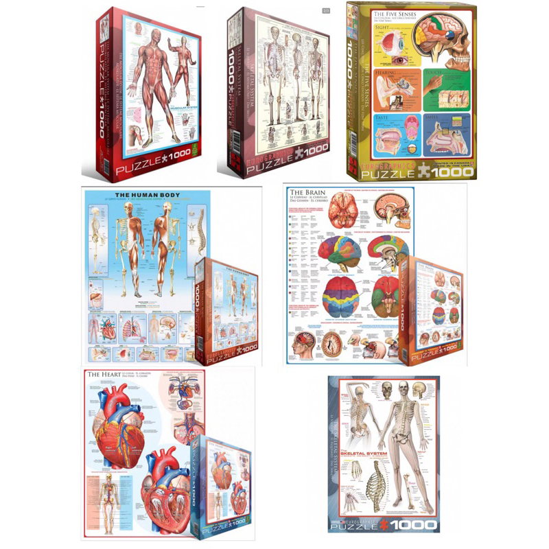 พรีออเดอร์-จิ๊กซอว์ Human body แบรนด์ Eurographics jigsaw puzzle 1000 ชิ้น