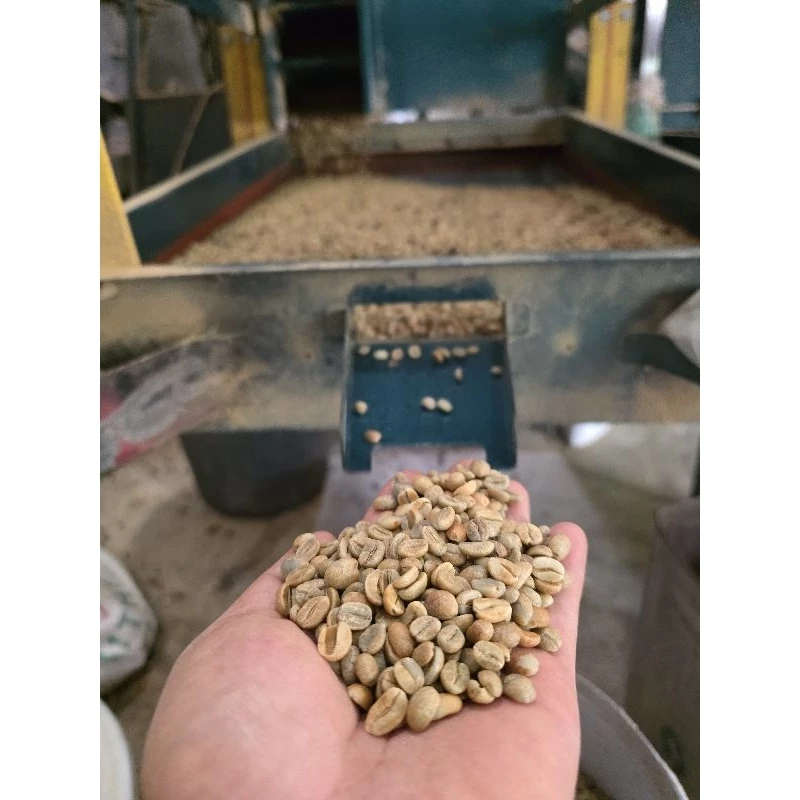 กาแฟสาร แอนนาโรบิคสโลดรายดราย ผาฮี้ 1000 กรัมชุดใหม่ เทสโน๊ตขนุน กล้วยตาก เสาวรส