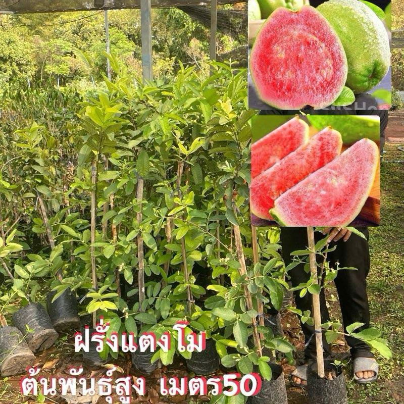 กิ่งตอน(ฝรั่งแตงโมไส้แดง) เนื้อหวานกรอบ  ติดผลเร็ว (ต้นพันธุ์ 1.20cm-1.50cm)