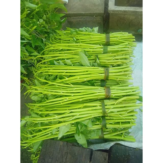 รีบซื้อก่อนหมด!! ผักบุ้งแก้วแตกกอ 39บาท