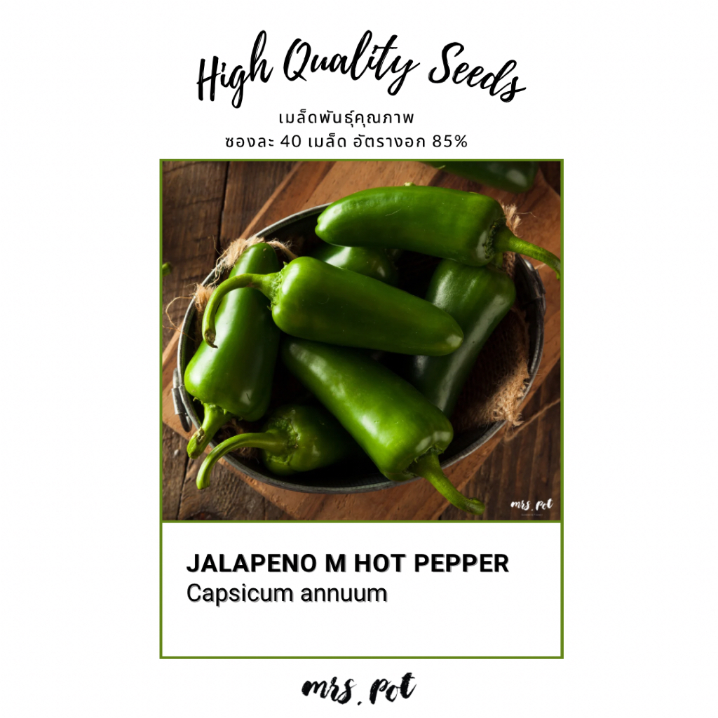 เมล็ดพริก Jalapeno M Hot Pepper นำเข้าจากอเมริกา รหัส065