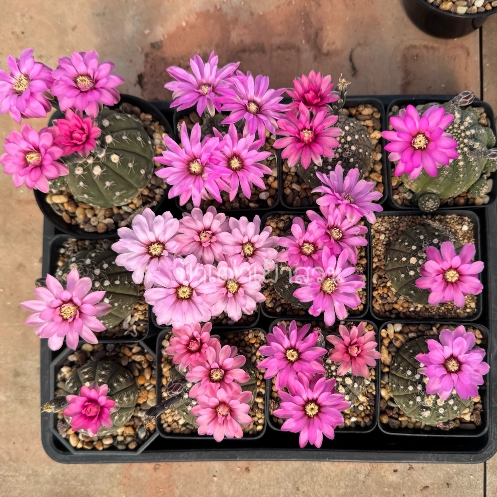 ยิมโนจานบิน Gymnocalycium ragonesei กระถาง 2-3 นิ้ว ราคา ถูกที่สุด ดีลบีเคเค แกลเลอรีภาพที่ 2