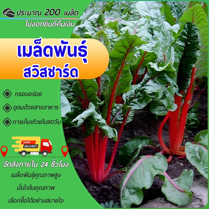 200 เมล็ด เมล็ดพันธุ์สวิสชาร์ด เมล็ดสวิสชาร์ดสีแดง เมล็ดคะน้าสวิส ปลูกง่าย คะน้า โตไว สีสวย