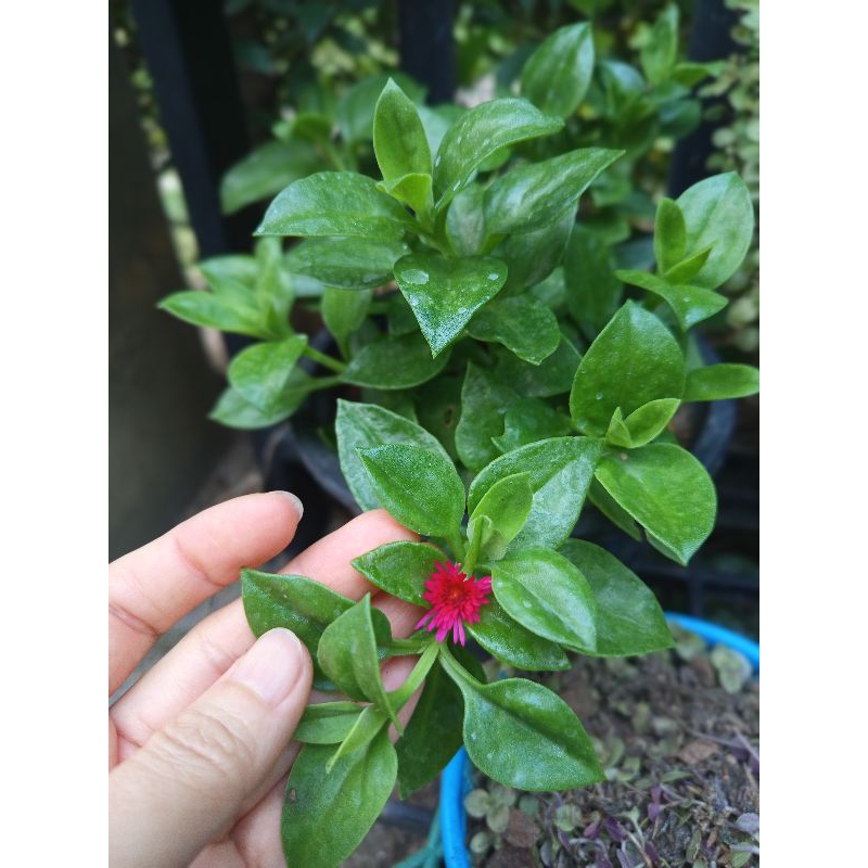 เบบี้โรส(baby rose)ดอกสีแดงชมพู/ส้มอ่อน