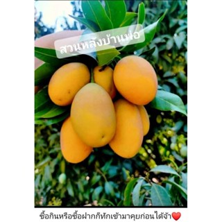 มะยงชิดพันธุ์ทูลเกล้า(เก็บสดเมื่อสั่งซื้อเท่านั้น)สวนลุงสำรว…