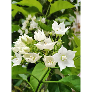 ต้นชมนาด ไม้ไทยมีกลิ่นหอม ดอกสีขาวติดดอกดก (สูง 50-70cm) ไม้เลื้อยประดับ