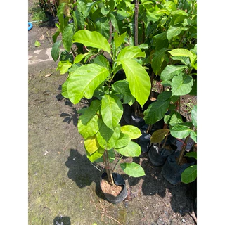 ต้นชมนาด ไม้ไทยมีกลิ่นหอม ดอกสีขาวติดดอกดก (สูง 50-70cm) ไม้เลื้อยประดับ