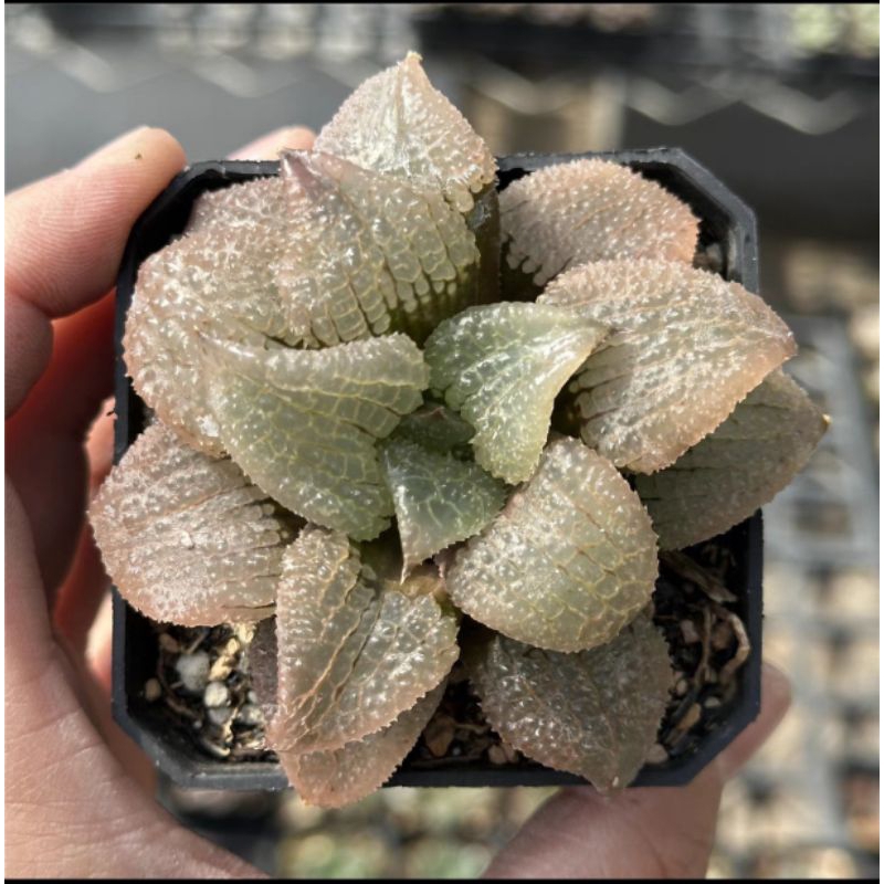 พรีออเดอร์ ฮาโวเทียร์ นำเข้า ไม้อวบน้ำ ฮาโวเทีย ( Haworthia)
