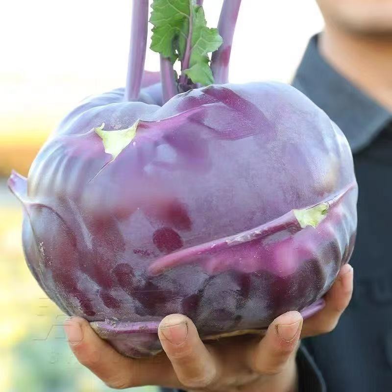 600 เมล็ด เมล็ดพันธุ์กะหล่ำปมม่วง เมล็ดกะหล่ำปมม่วง กะหล่ำปมม่วง โคราบี้สีม่วง เปลูกง่าย - รูปที่ 2
