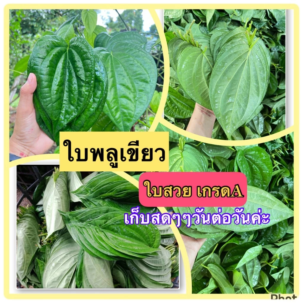 ใบพลูเขียว (1 กิโลกรัม) 💥ใบสวย เกรดA 💥พลูกินหมาก พลูพิธีกรรม คัดใบสวย ใบพลูเรียง ကွမ်းသီး ใบสวย เก็บสดจากสวนทุกวัน