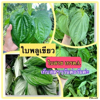 ใบพลูเขียว (1 กิโลกรัม) 💥ใบสวย เกรดA 💥พลูกินหมาก พลูพิธีกรรม คัดใบสวย ใบพลูเรียง ကွမ်းသီး ใบสวย เก็บสดจากสวนทุกวัน