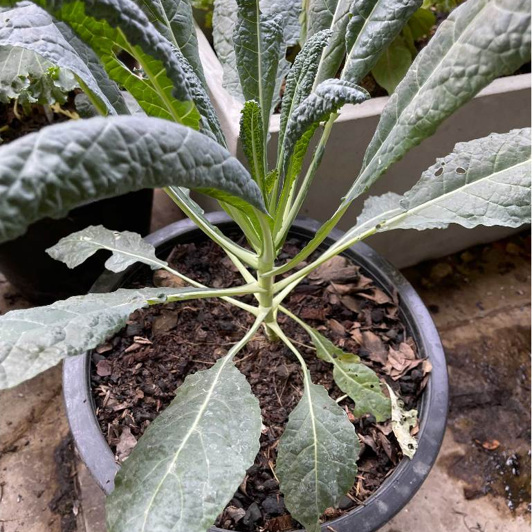 น้ำหมักมูลไส้เดือน ขนาด 1.5 ลิตร เร่งการเจริญเติบโต รากแข็งแรงลำต้นใหญ่ ป้องกันราดำ - รูปที่ 5