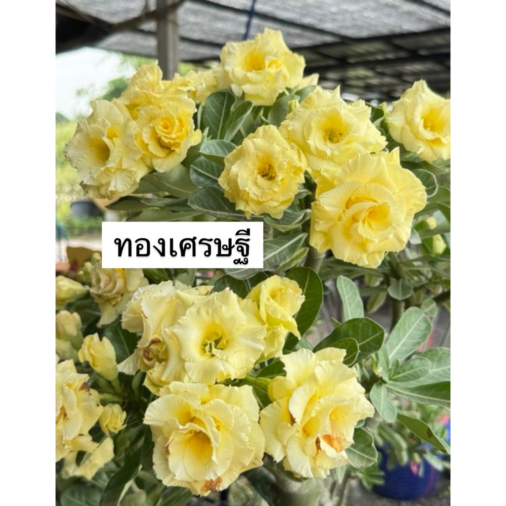 ชวนชมดอกซ้อน "ทองเศรษฐี" ขนาดกระถาง 6 นิ้ว (แบบถอนจัดส่ง)