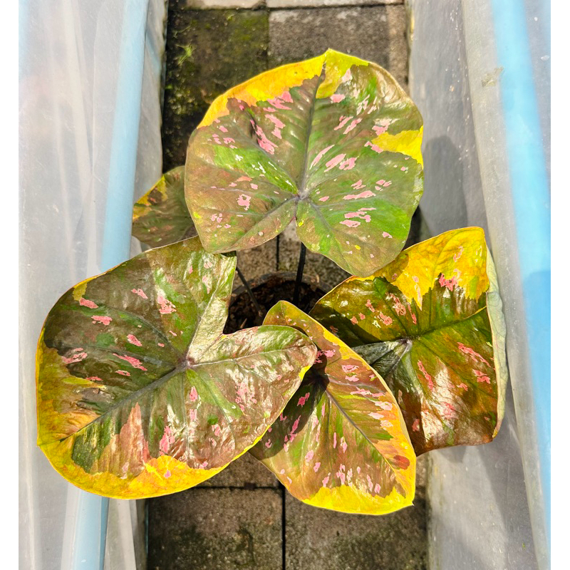 บอนสี เจ้าจันทร์เพ็ญ สวยมาก กระถาง4 นิ้ว