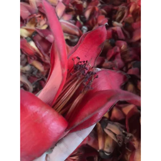 ดอกงิ้ว ดอกเต็ม ปี2569 1 กิโล ดอกเงี้ยว ตากแห้ง Dried Cotton Flower *สินค้าออกตามฤดูกาล เก็บเดือนกุมภาพันธ์ 2569*