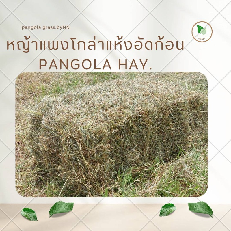 ✅️หญ้าล็อตใหม่ หญ้าแพงโกล่าแห้งอัดก้อน เกรด A พรีเมียม น้ำหนัก10-15 กิโลกรัม
