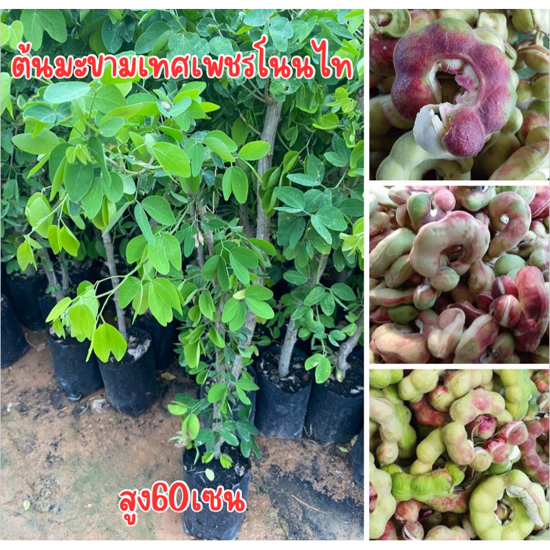 ต้นมะขามเทศเพชรโนนไท กิ่งตอน สูง50เซน พร้อมส่ง