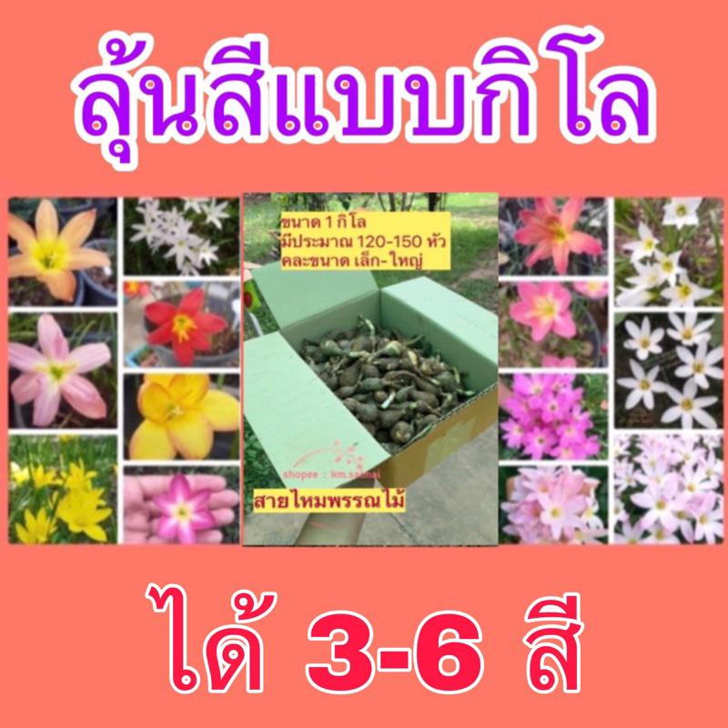 บัวดินแบบกิโล 1โลได้ประมาณ100-150หัวคฃะขนาด เตรียมส่งของ1-3วัน