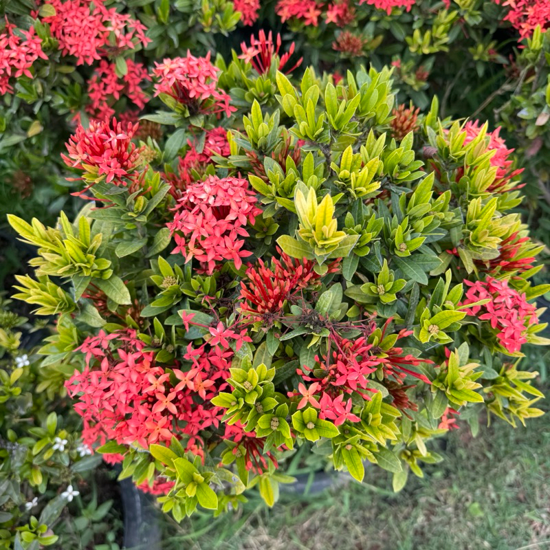 เข็มพิกุล ( West Indian Jasmine )  ส่งติดดอก แบบถุง ดอกสีแดง ดอกสวย 💐