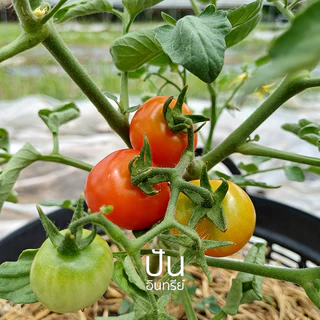 เมล็ดนำเข้า มะเขือเทศ พันธุ์พุ่ม Washington Cherry Tomato (Organic Seed) Determinate ปันอินทรีย์