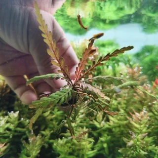 ไมยราบ UK : Hygrophila Pinnatifida ต้นไม้น้ำ พันก้อนหิน เอาไปวางปลูกต่อได้เลย (ใบน้ำ)
