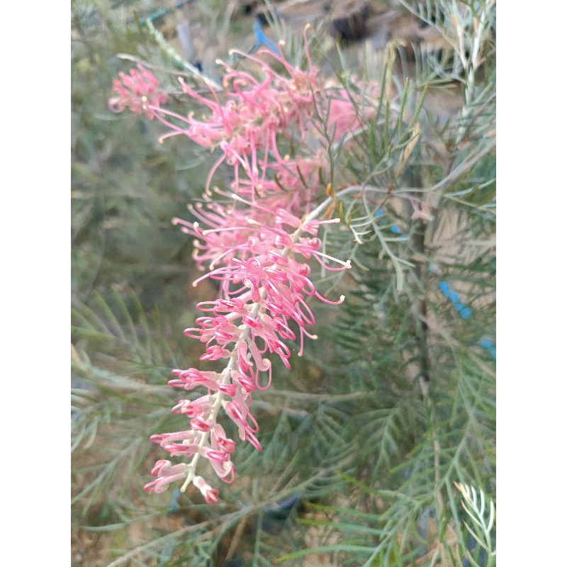 สนเกรวิลเลีย ชมพูมัฟฟิน 🌸1.2เมตร