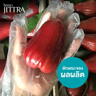 จิตตรา ต้นพันธุ์ชมพู่ทับทิมจันทร์ กิ่งตอนสูง 60-80 ซม. โตไวให้ผลเร็ว พร้อมส่ง เคลมฟรี ต้นพันธุ์ผลไม้