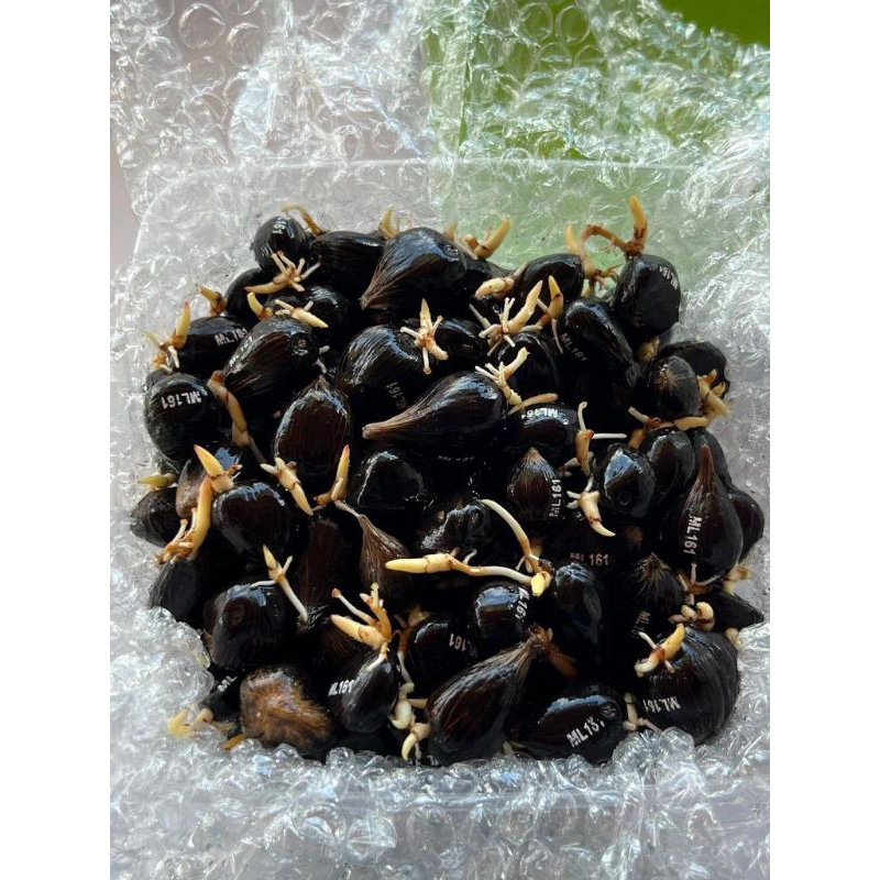 เมล็ดพันธุ์ปาล์ม สายพันธุ์ยังกําบิML161จำนวน100เมล็ด