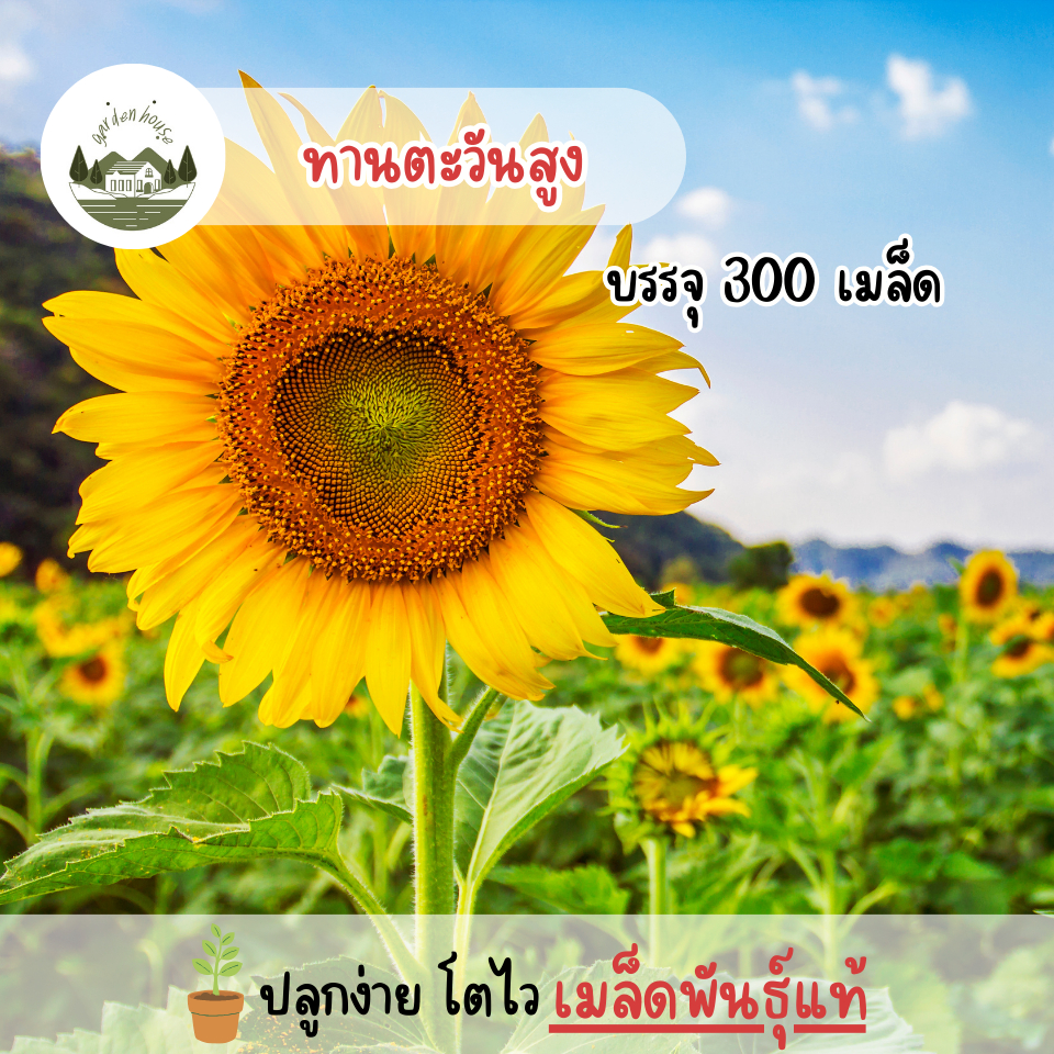 เมล็ดทานตะวันสูงชมดอก 300 เมล็ด