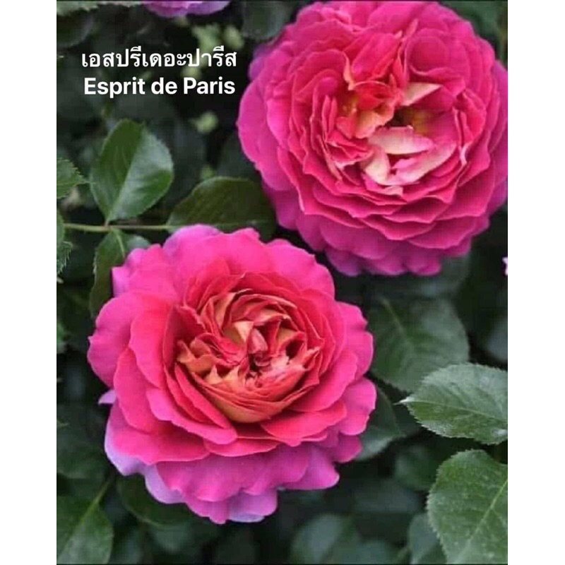 กุหลาบ-เอสปรีเดอะปารีส​ Esprit de Paris  หอมแรง กลิ่นผลไม้ ดอกใหญ่ สีเข้ม สีสันสดใส เลี้ยงง่าย