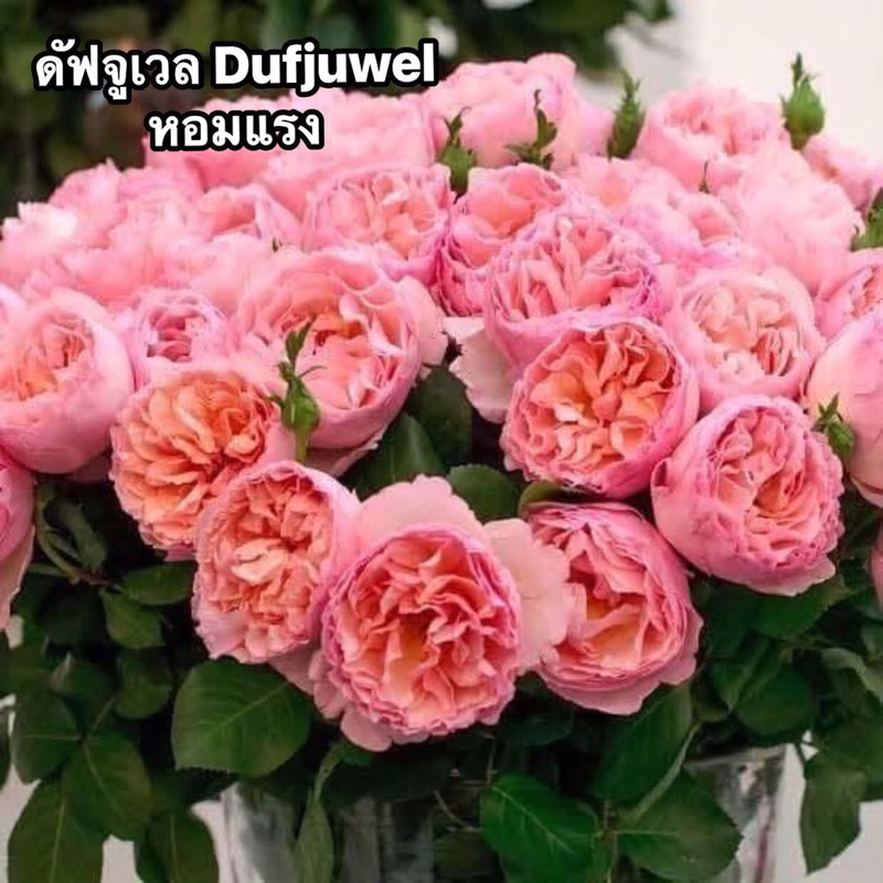 กุหลาบ-ดัฟจูเวล Dufjuwel  สีพีชอมชมพู หอมแรง เลี้ยงง่าย