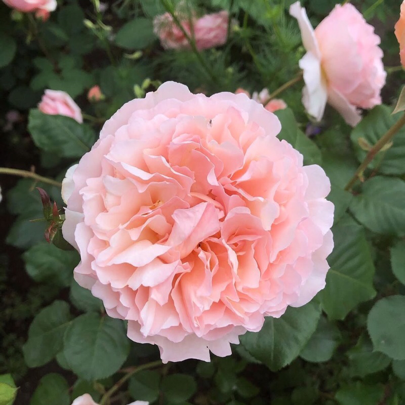 กุหลาบ-ดัฟจูเวล Dufjuwel  สีพีชอมชมพู หอมแรง เลี้ยงง่าย - รูปที่ 2