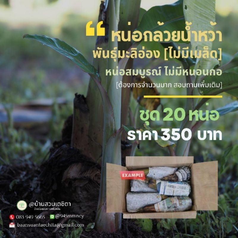 หน่อกล้วยน้ำว้าพันธุ์มะลิอ่องแท้💯 ชุด20หน่อ350บาท