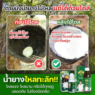 [ร้านค้าบริษัท] หัวเชื้อเพิ่มเปอร์เซ็นยาง ขาวข้น [1ขวด] โดสซีโอทู Doseฮอร์โมนพืช